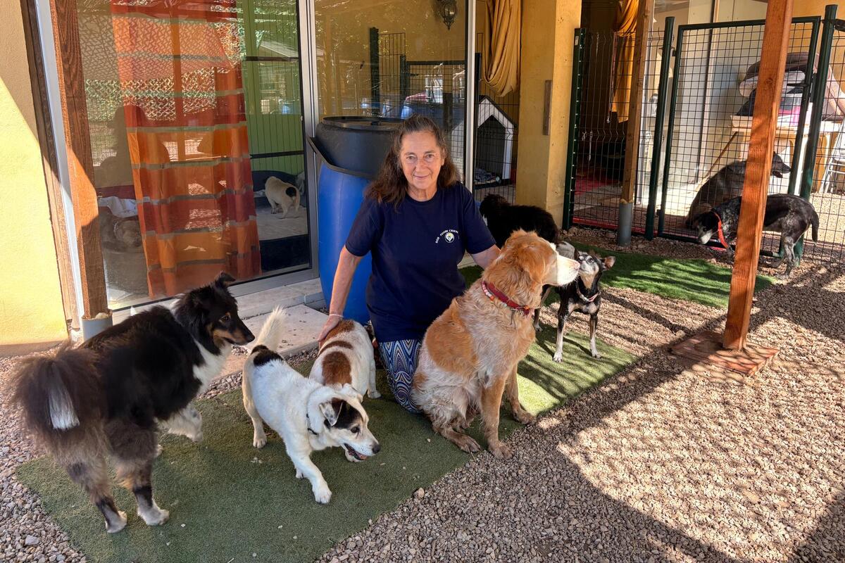 « Une colonie de vacances et un Ehpad » : depuis 20 ans, ce refuge près de Grasse offre une retraite aux chiens âgés et abandonnés