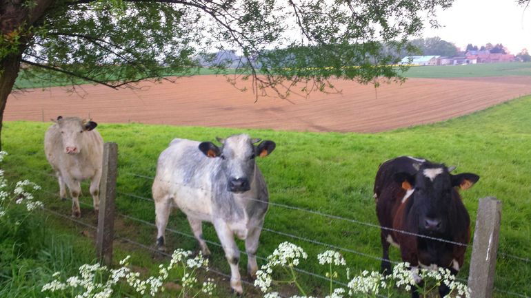 Moins de cochons, de vaches et de poules, davantage de forêts et de soja : voici la Belgique neutre en carbone de 2050