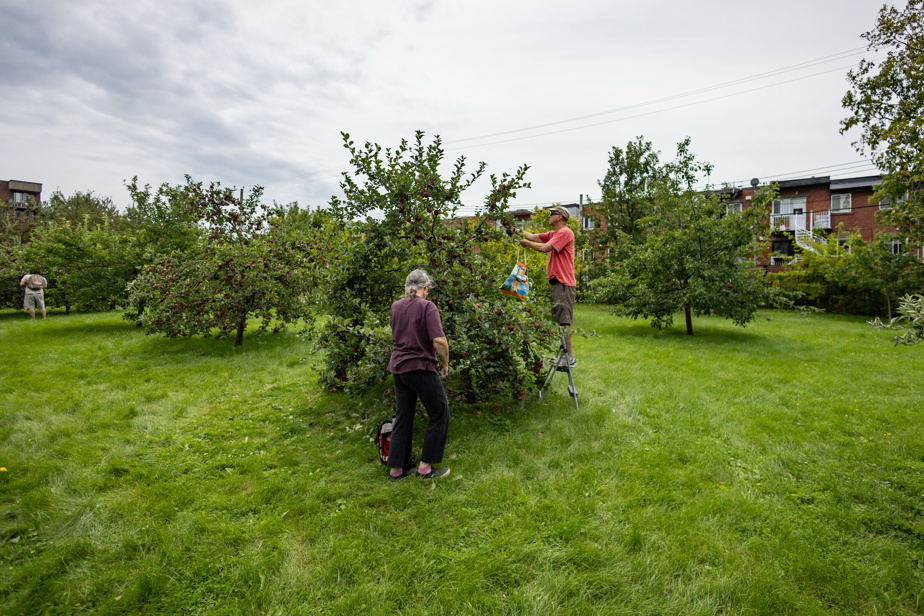 Ils l’ont fait | Au secours des fruits des arbres négligés