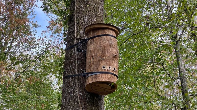 Les abeilles noires sont en danger, 10 ruches ont été installées au cœur du parc national de l’Entre-Sambre-et-Meuse