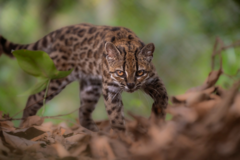 New wild cat species discovered - with only one known living member