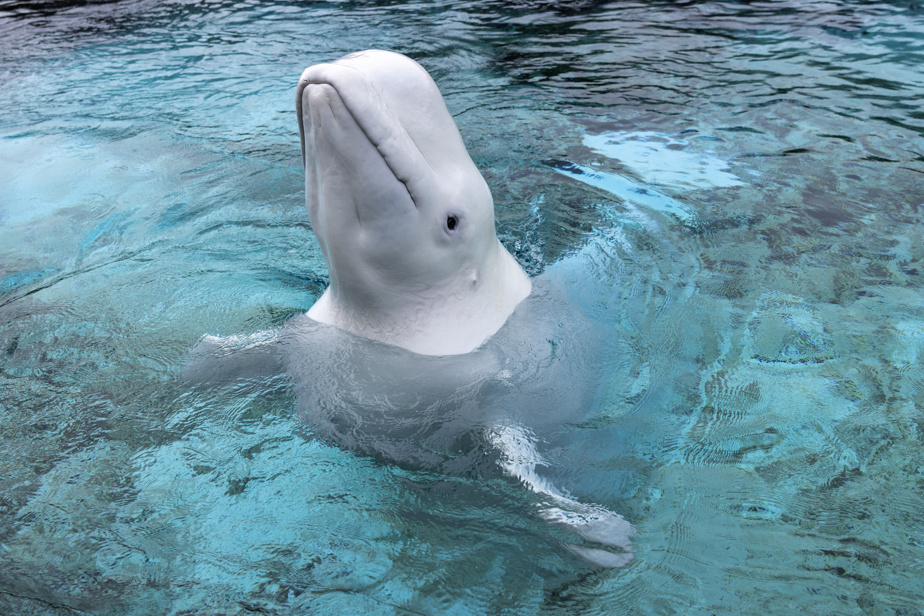 Après son déplacement | Un troisième béluga de Marineland meurt