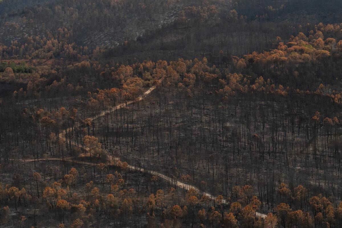 Après les incendies dans le Var, un arrêté préfectoral interdit pendant un an la chasse dans les massifs brûlés