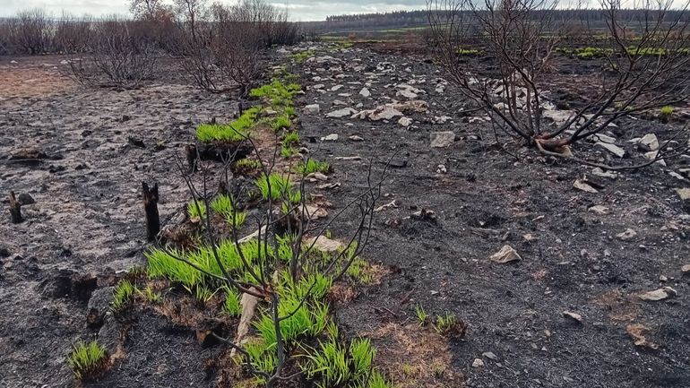 L'incendie dans les Hautes Fagnes a fait resurgir une route mérovingienne