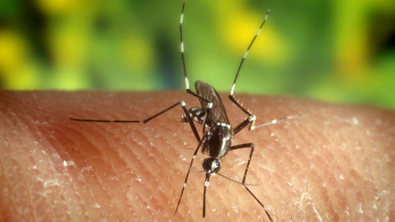 Le virus du Nil occidental circule en Belgique : les habitants appelés à se protéger des moustiques