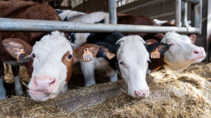 Sécheresse. « Pas le choix » : par manque de nourriture, des vaches en bonne santé envoyées à l’abattoir