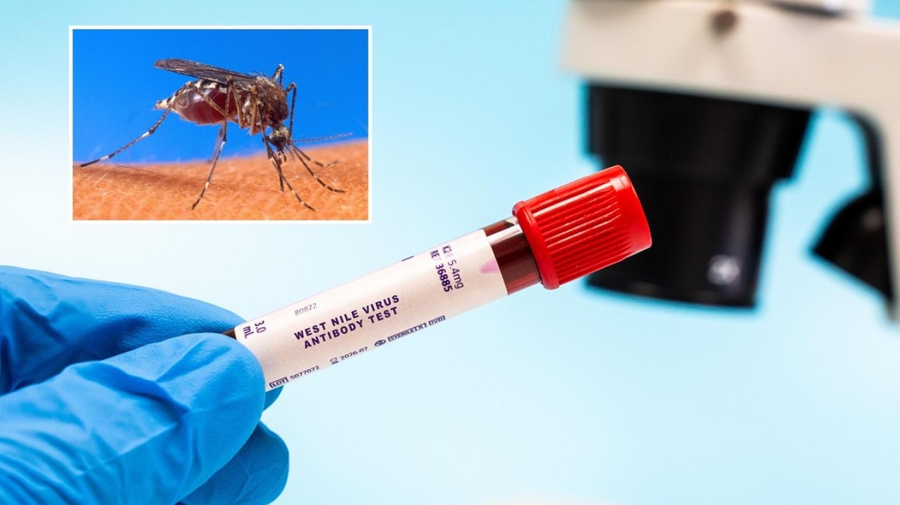 De 241… à plus de 1.000 cas : le nombre de personnes infectées par le virus du Nil occidental explose en Europe !