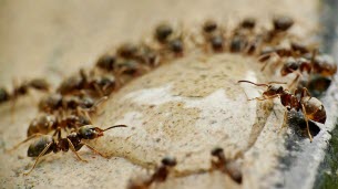 Corée du Sud. Pendant quatre ans, le chef d'un restaurant étoilé saupoudrait ses sorbets de fourmis séchées