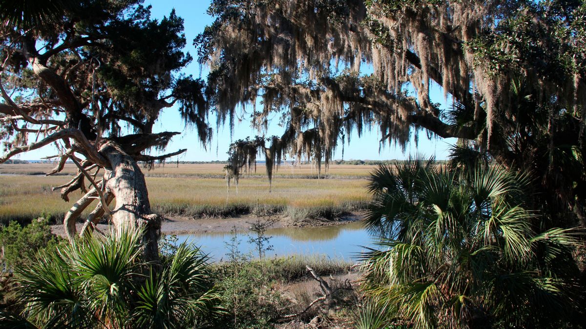 Trump admin considers giving Cumberland Island National Seashore land to private owners