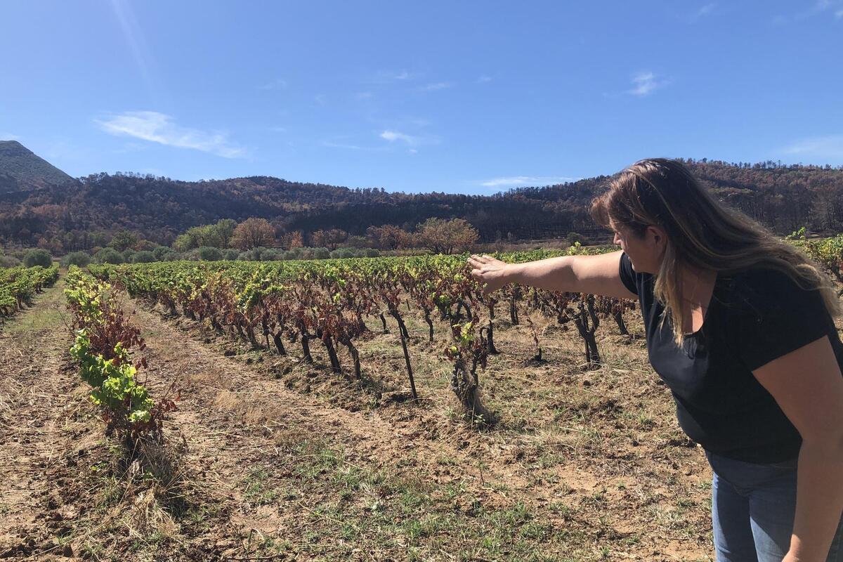 « Elle fait baisser de 5 °C la température du sol, mais propage les flammes » : après les incendies de l’été dans le Var, pourquoi l’herbe entre les rangées de vigne fait débat