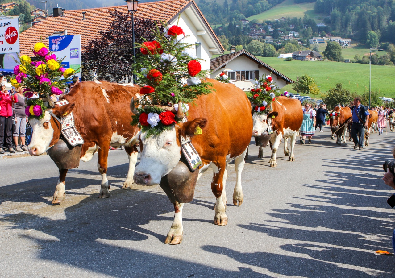 Tradition alpestre: Cinq désalpes à ne pas manquer malgré la sécheresse en Suisse romande