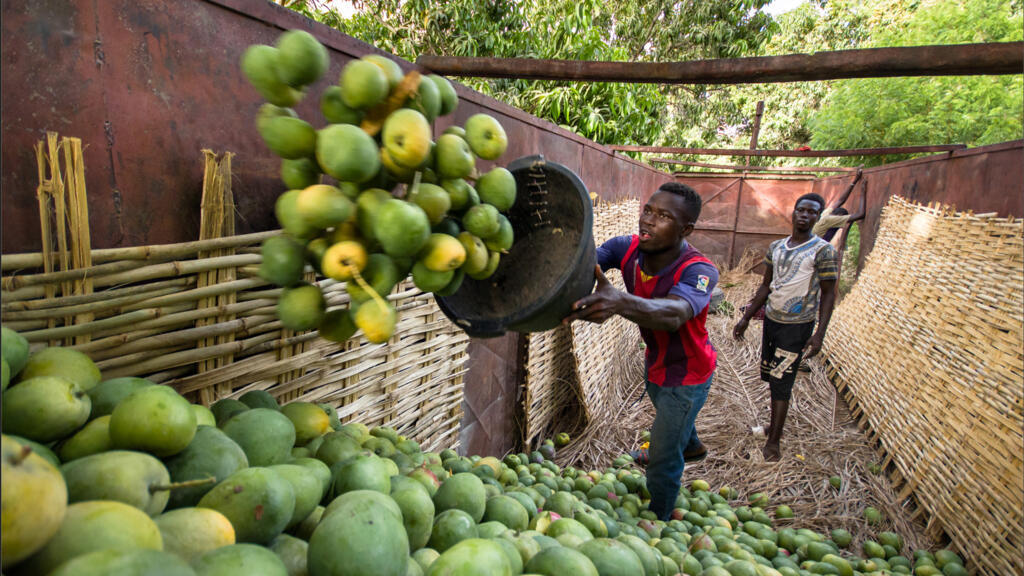 Sénégal: Sadio Mané pose la première pierre de son projet de parc agro-industriel dédié à la mangue