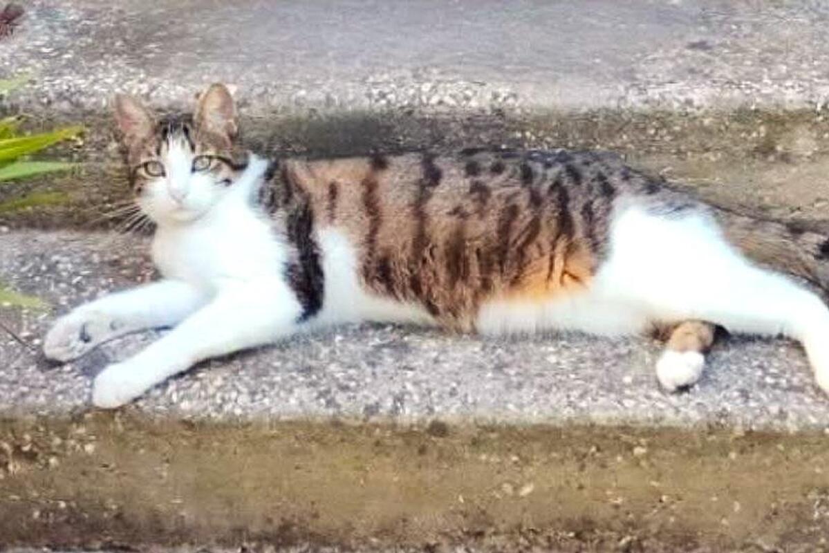 « Une nouvelle violence insupportable envers un animal » : un chat atteint de deux plombs tirés à bout portant à Six-Fours