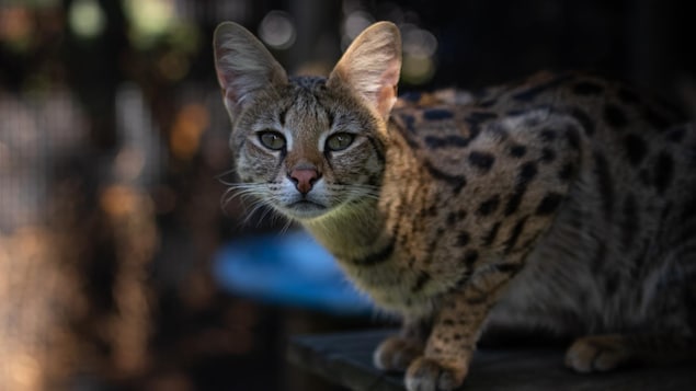 Chats hybrides : on n’apprivoise pas les gènes sauvages