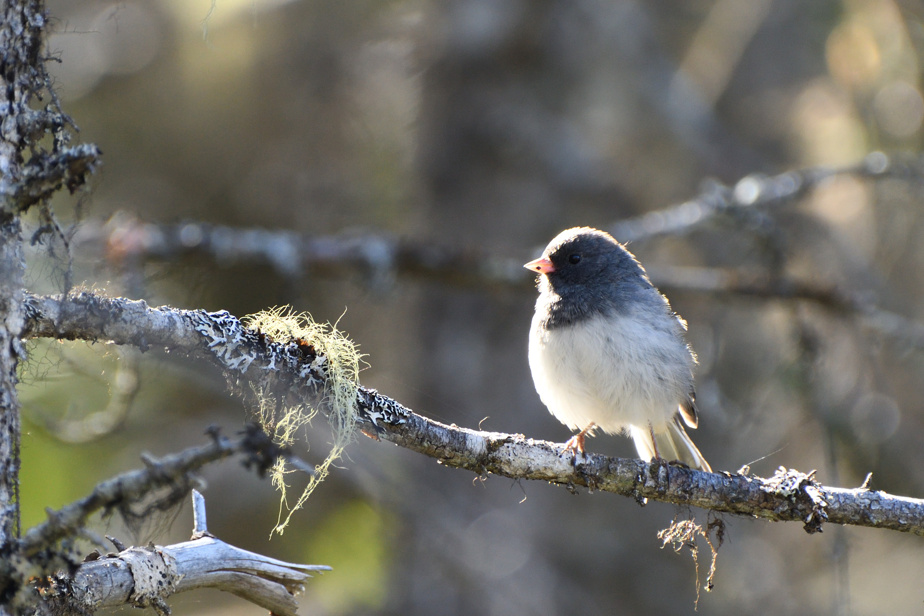 Démystifier la science | Quand le junco quitte les mangeoires
