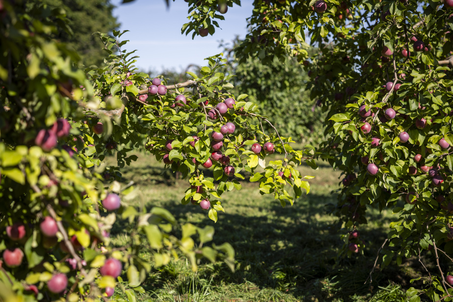 Après un été pluvieux, place à une saison des pommes « extraordinaire »