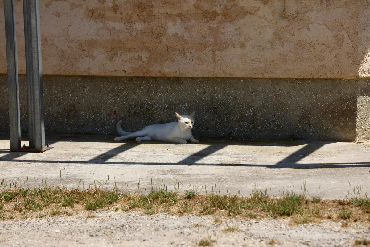 Le Var et les Alpes-Maritimes repassent en vigilance jaune canicule, six départements en alerte orange, des records à nouveau battus