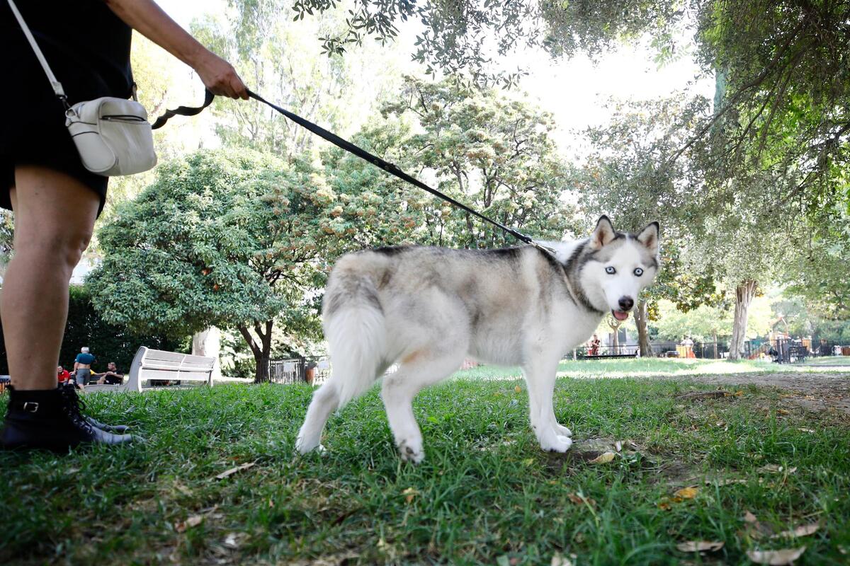 Les chiens, même tenus en laisse, interdits lors des marchés et festivités : la polémique enfle dans cette commune près de Brignoles