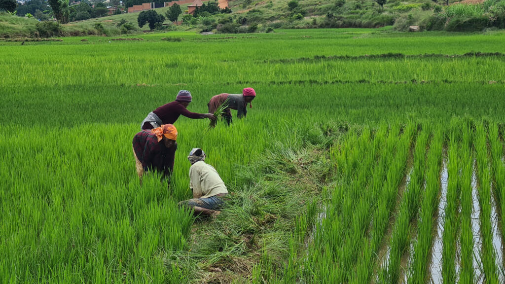 Croiser du riz africain et du riz asiatique: vers un nouveau riz OGM?
