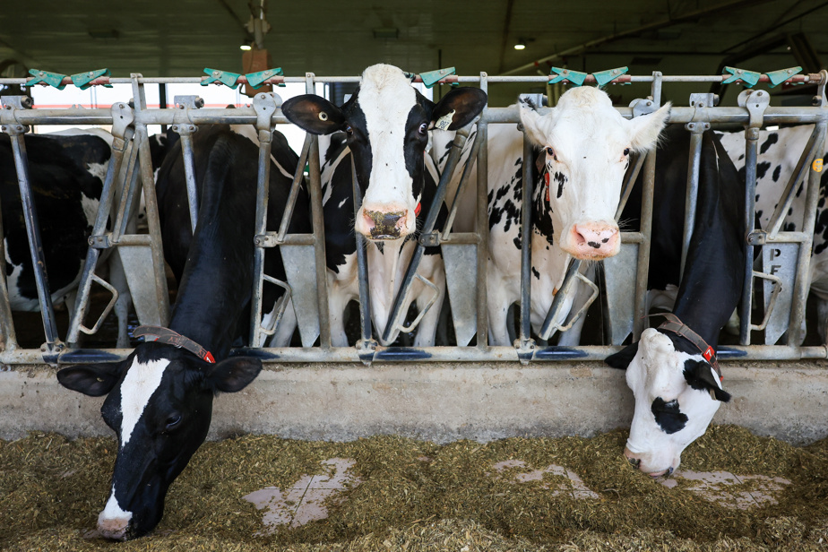 Réchauffement climatique | Dans la ferme où les vaches rotent le moins de GES