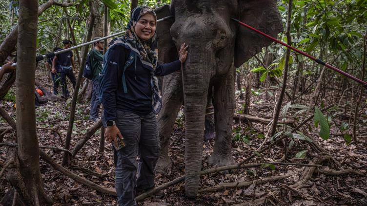 Bornéo: la femme qui murmurait à l'oreille des éléphants