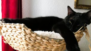 Isère. Ils avaient passé leurs vacances sur une aire d’autoroute pour retrouver leur chatte : un mois après, le miracle a eu lieu