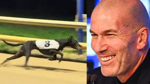 La vidéo du jour. Zinedine Zedog : un lévrier nommé en l’honneur de Zidane fait sensation en Angleterre