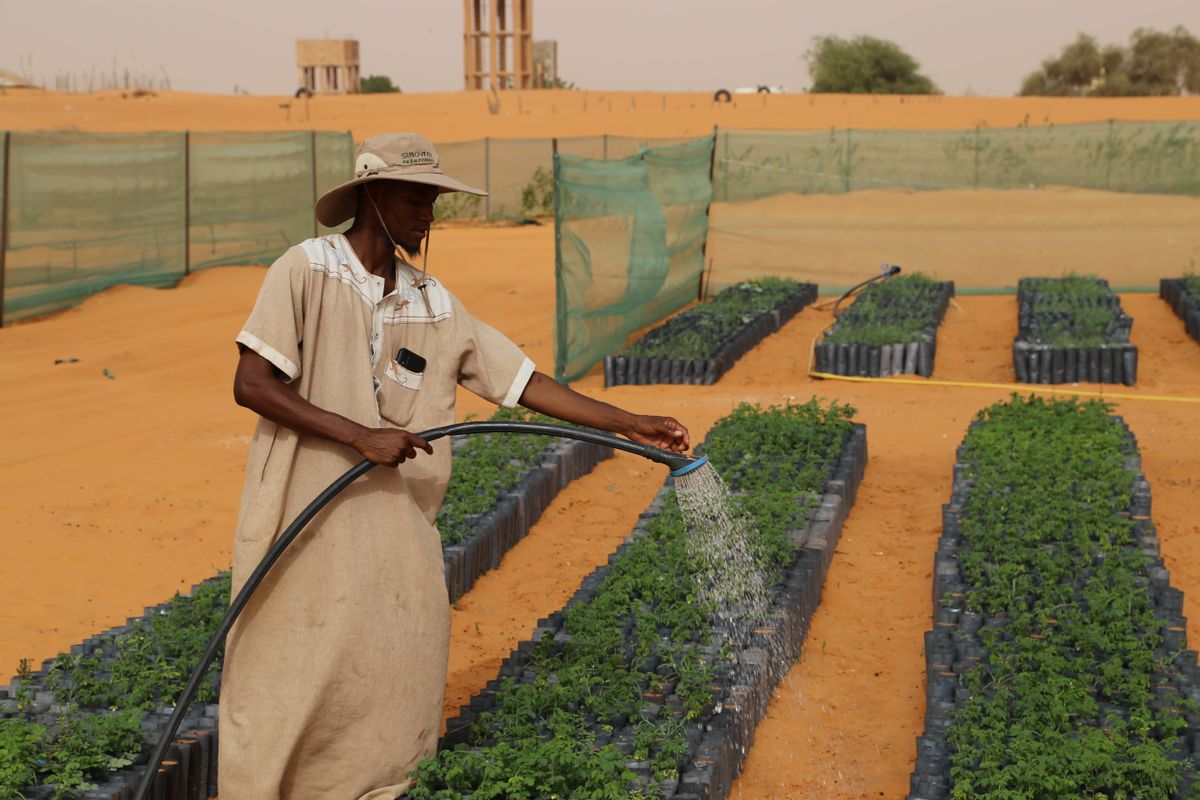 Did African countries try to plant giant wall of trees to stop Sahara Desert's spread?