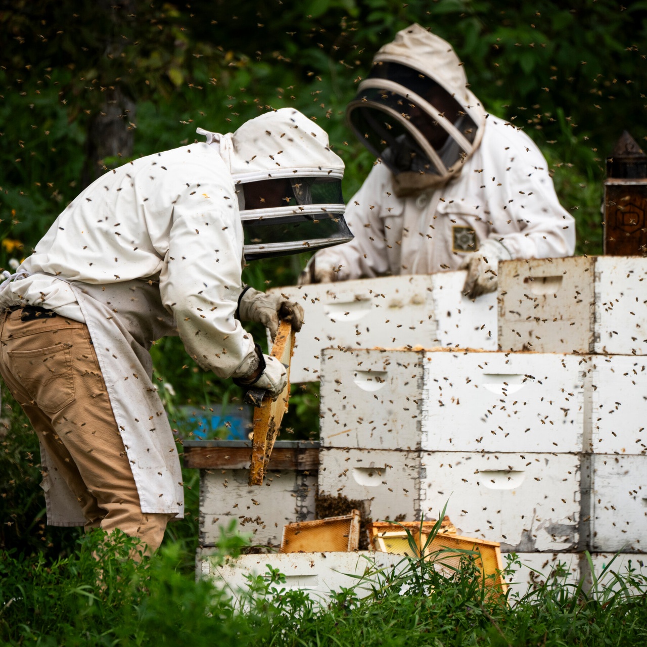 A Bad Year for Bees Gets Worse as Trump’s Tariffs Hit Canada’s Honey Belt