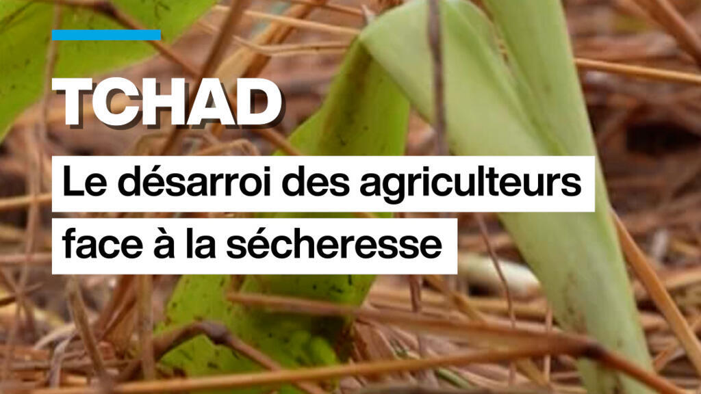 Tchad : le désarroi des agriculteurs face à la sécheresse