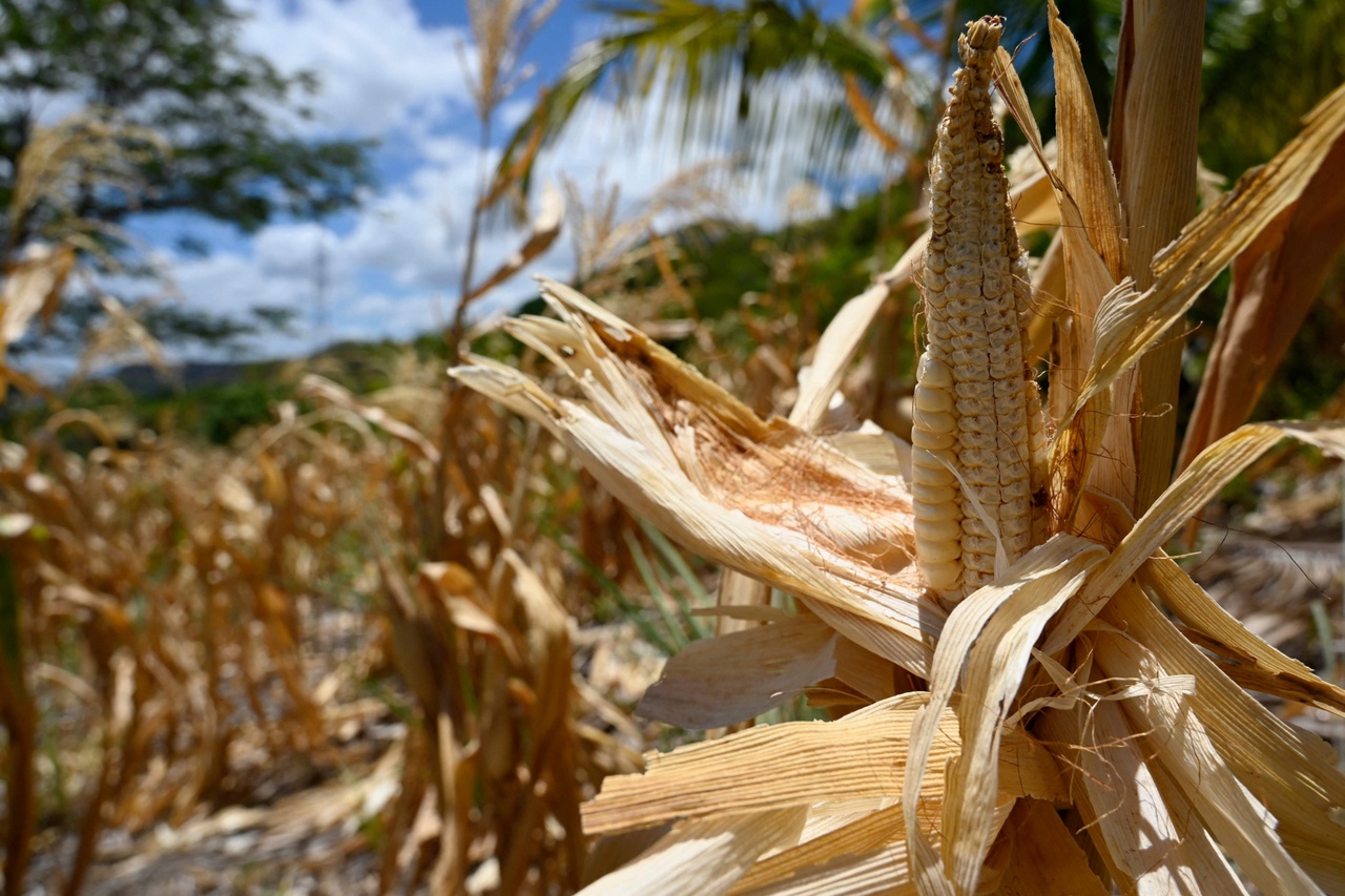 Climat: El Niño égale un record d’intensité et frappe déjà la planète