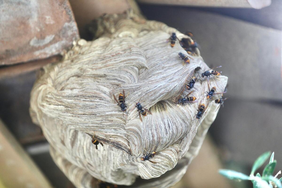 Prédation sur les abeilles, danger pour la population… La France déclare la guerre au frelon asiatique