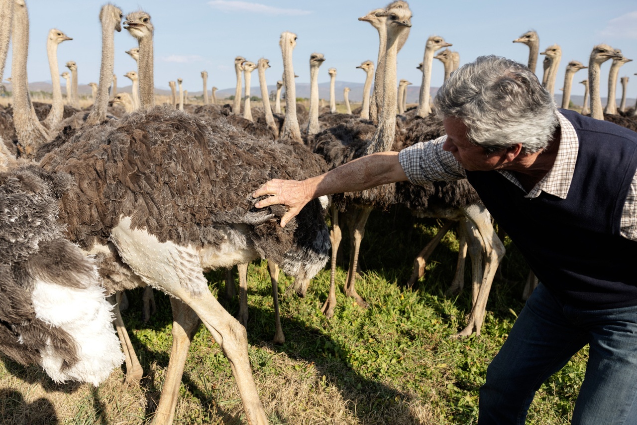 Maltraitance animale: Des autruches plumées vives pour fournir les grandes marques de luxe