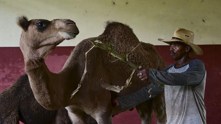 A Cuba, un zoo se bat contre pénuries et coupures d'électricité