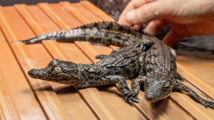 Drôme. Le crocodile va-t-il devenir une espèce invasive après la naissance naturelle inédite de dix bébés ? « Ce n'est plus de la science-fiction »