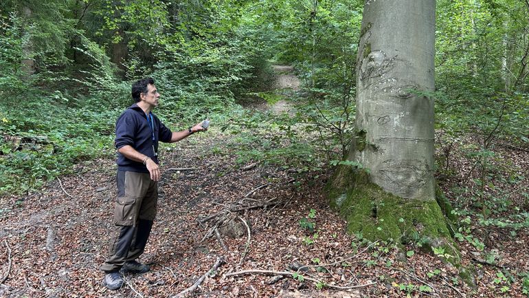 Nos arbres survivront-ils au réchauffement climatique ?