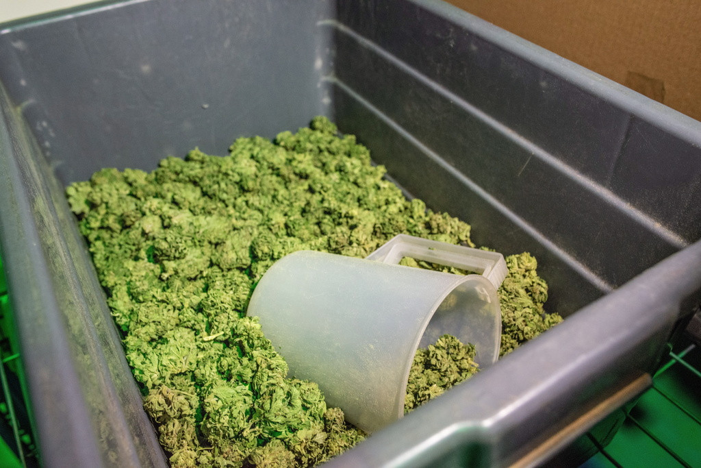 Politique des drogues: Voici les effets de la vente de cannabis dans les pharmacies suisses