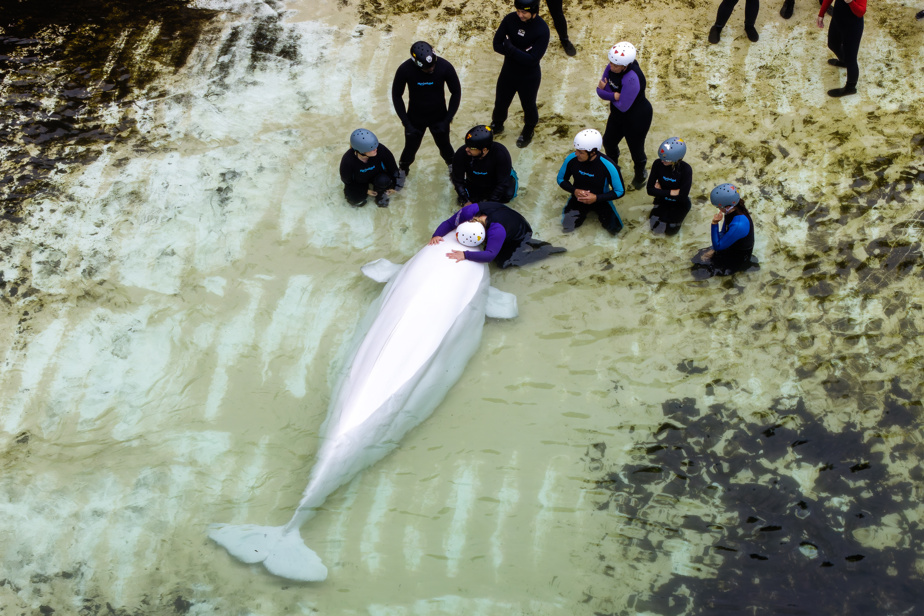 Un quatrième béluga est mort après avoir été déplacé de Marineland