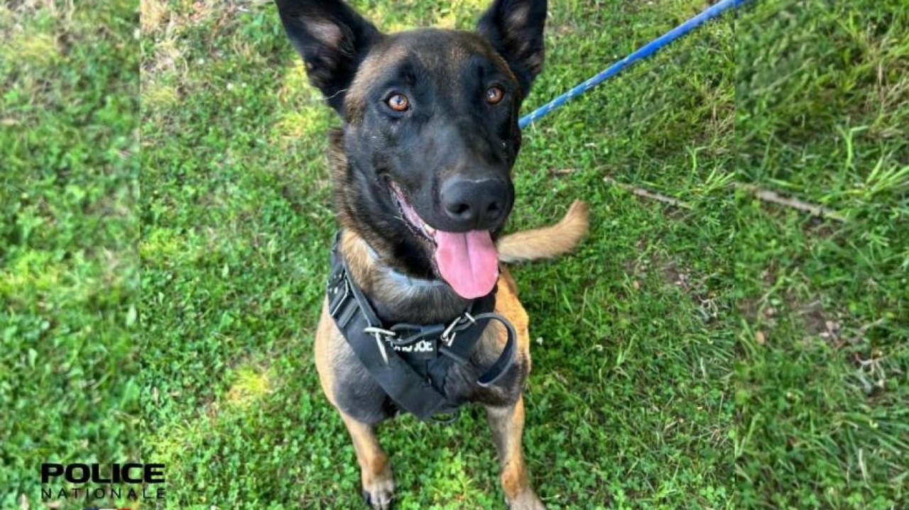 Tazz n’a que quatre ans, mais ce chien policier part déjà à la retraite anticipée : il cherche une nouvelle famille