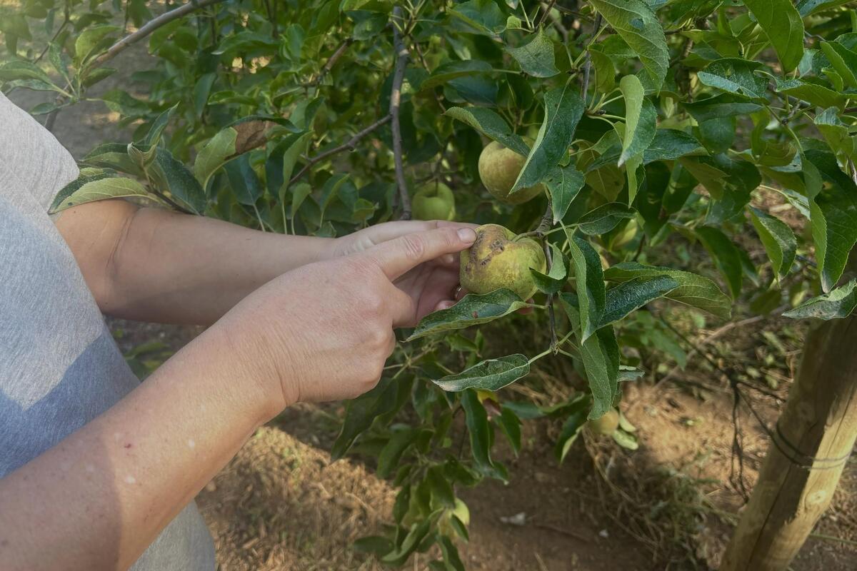 « Du jamais vu depuis 20 ans » : une récolte de pommes particulièrement difficile pour les producteurs de Collobrières