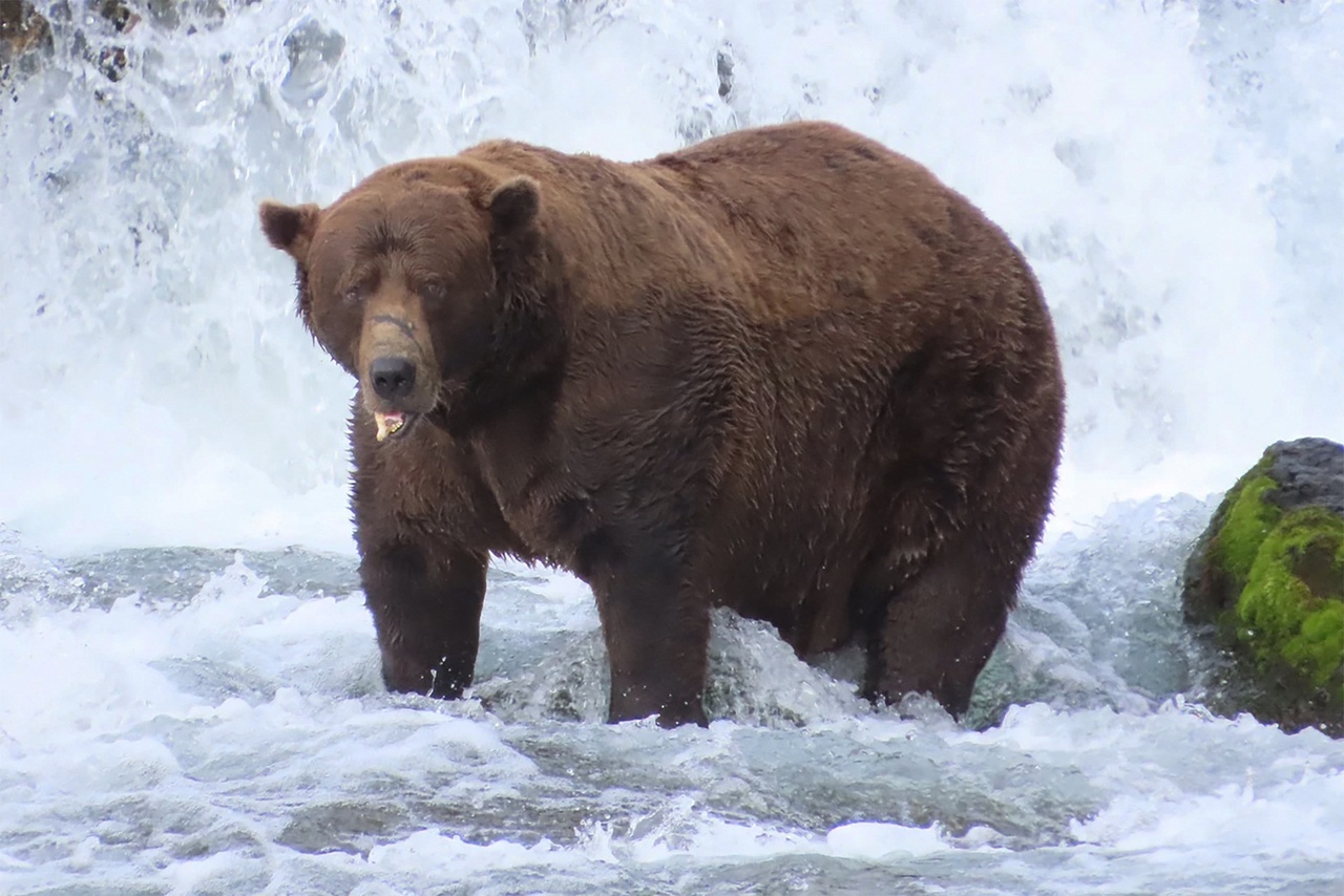 Insolite aux États-Unis: Un million de votants pour élire l’ours le plus dodu d’Alaska