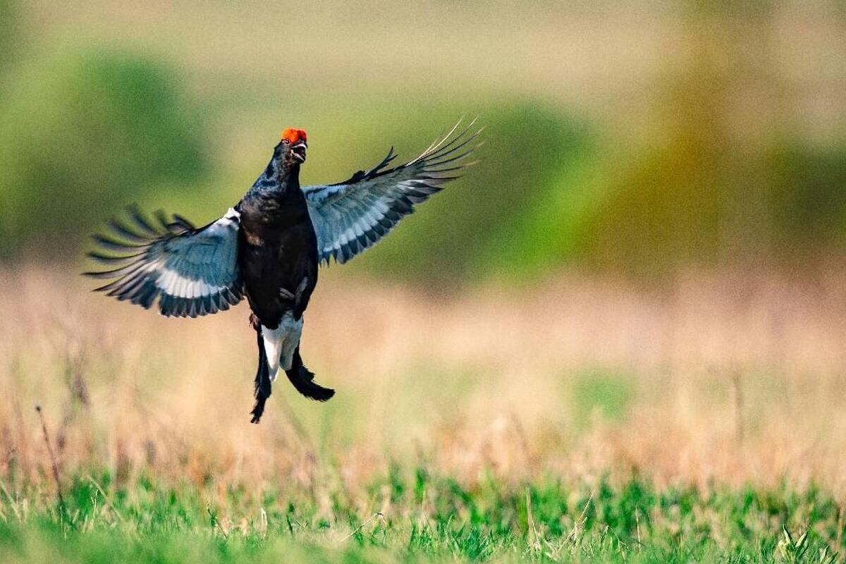 Le lagopède alpin et le grand tétras classés comme oiseaux protégés en France, il est désormais interdit de les chasser
