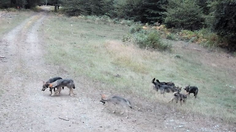 Voici les premières images des huit louveteaux de la forêt d’Anlier