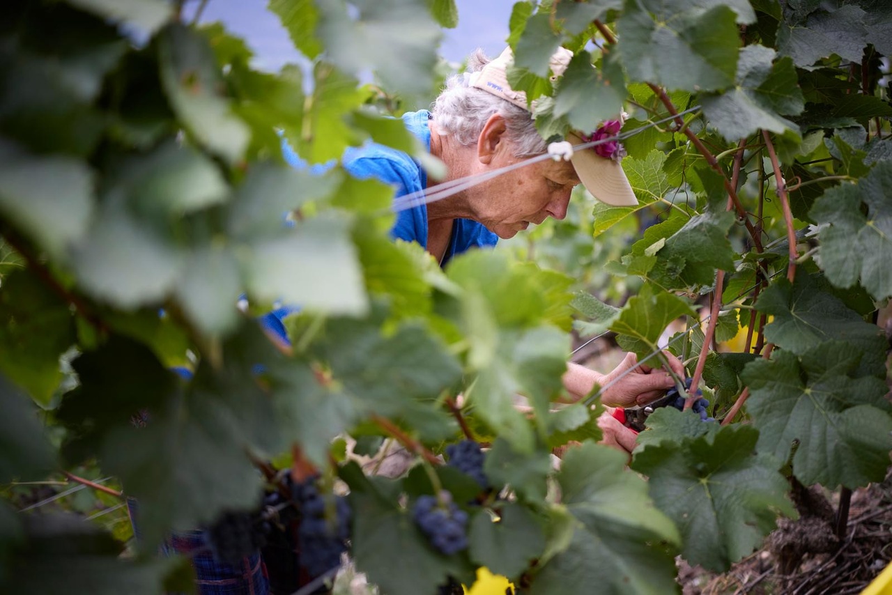 Crise dans la viticulture: L’armée parle de négligence pour avoir (encore) servi du vin étranger
