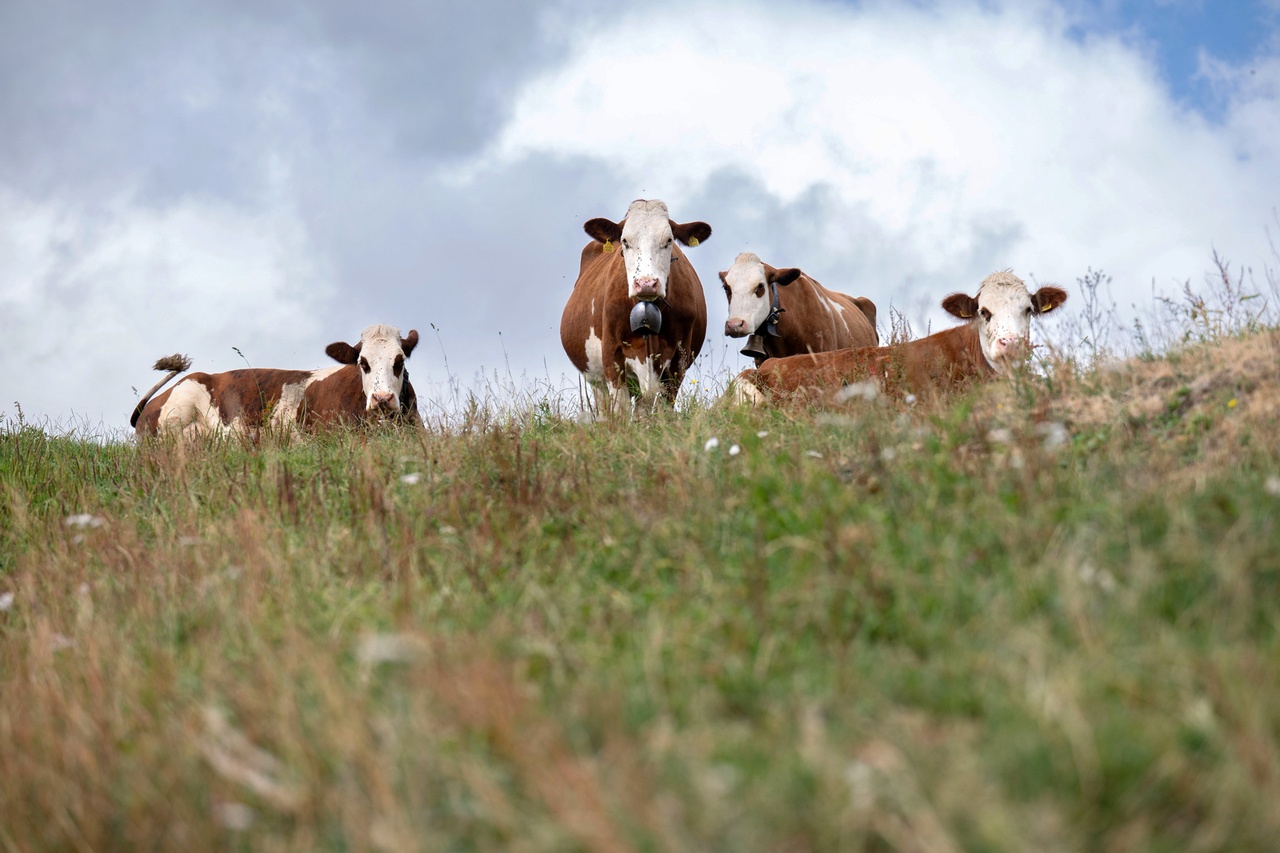 Troupeaux sous la canicule: Pourquoi Vaud n'enverra plus d’hélicoptères sur les alpages grillés