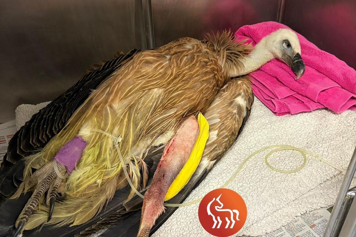 On vous raconte l’incroyable sauvetage dans le Verdon de ce vautour qui a été opéré avec succès à Nice ce mardi