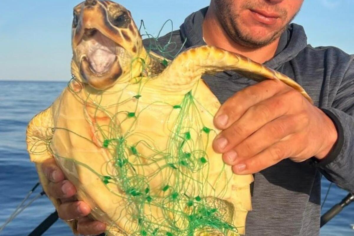 Piégée dans un filet de pêche en nylon, une jeune tortue caouanne miraculeusement sauvée au large de Beaulieu-sur-Mer