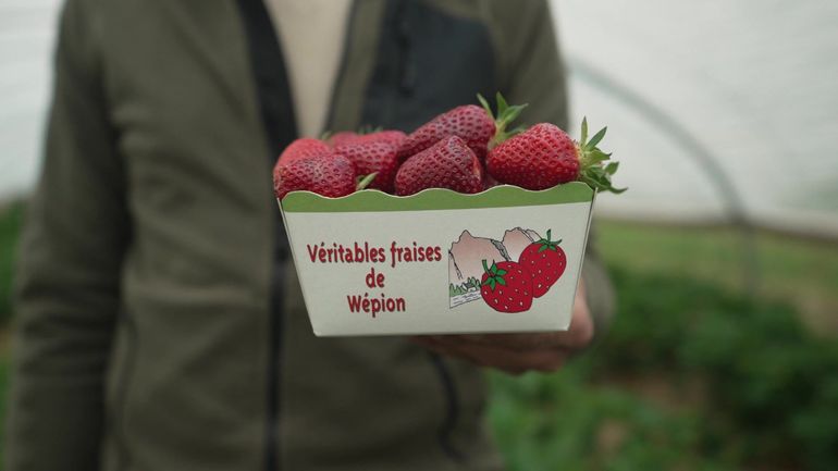 "Dans 5 ans, si ça tombe, on ne parlera plus de la fraise de Wépion": notre investigation au cœur de la filière de la fraise belge