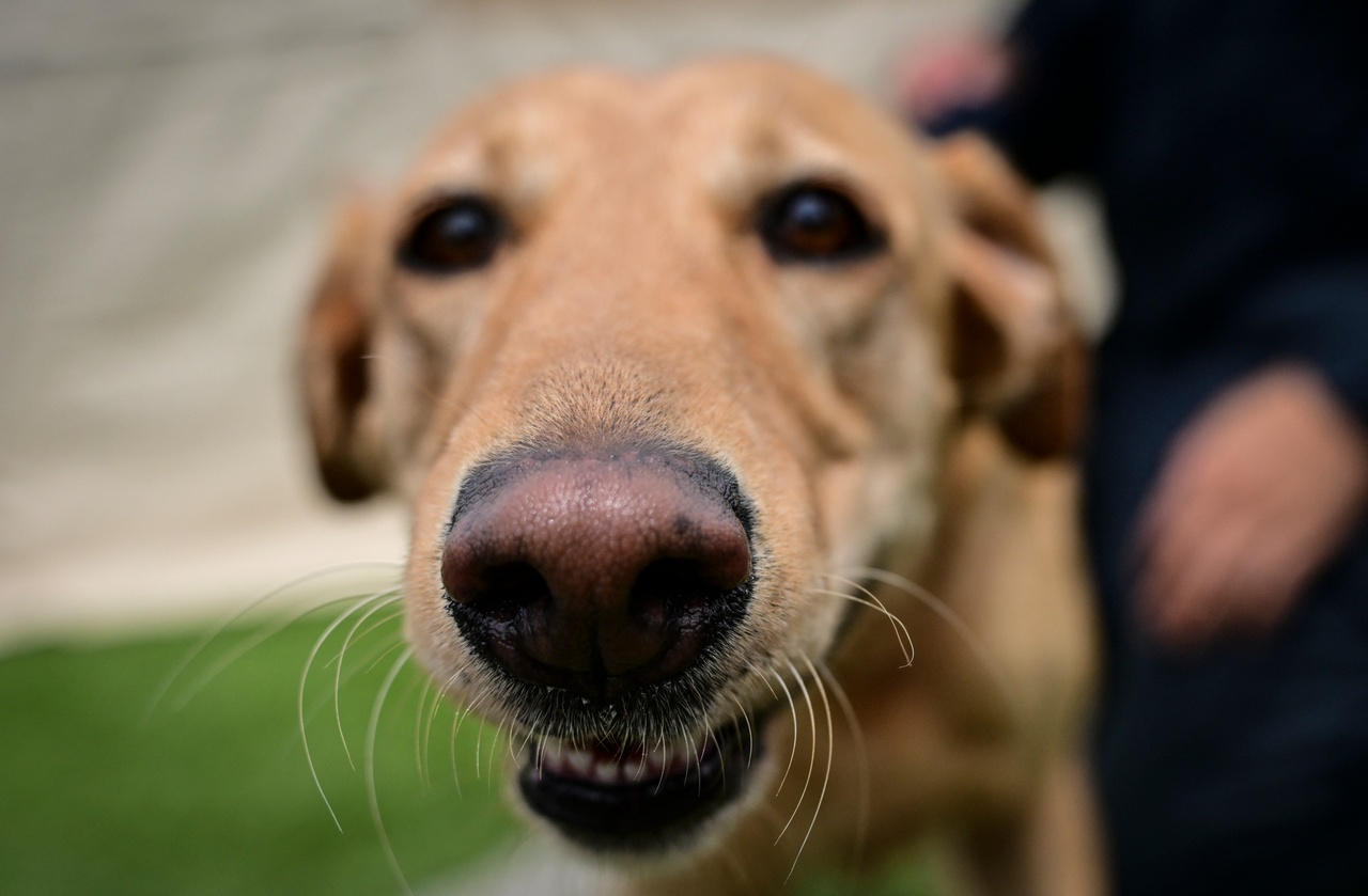 Innovation médicale en Inde: Des chiens renifleurs détectent sept types de cancers