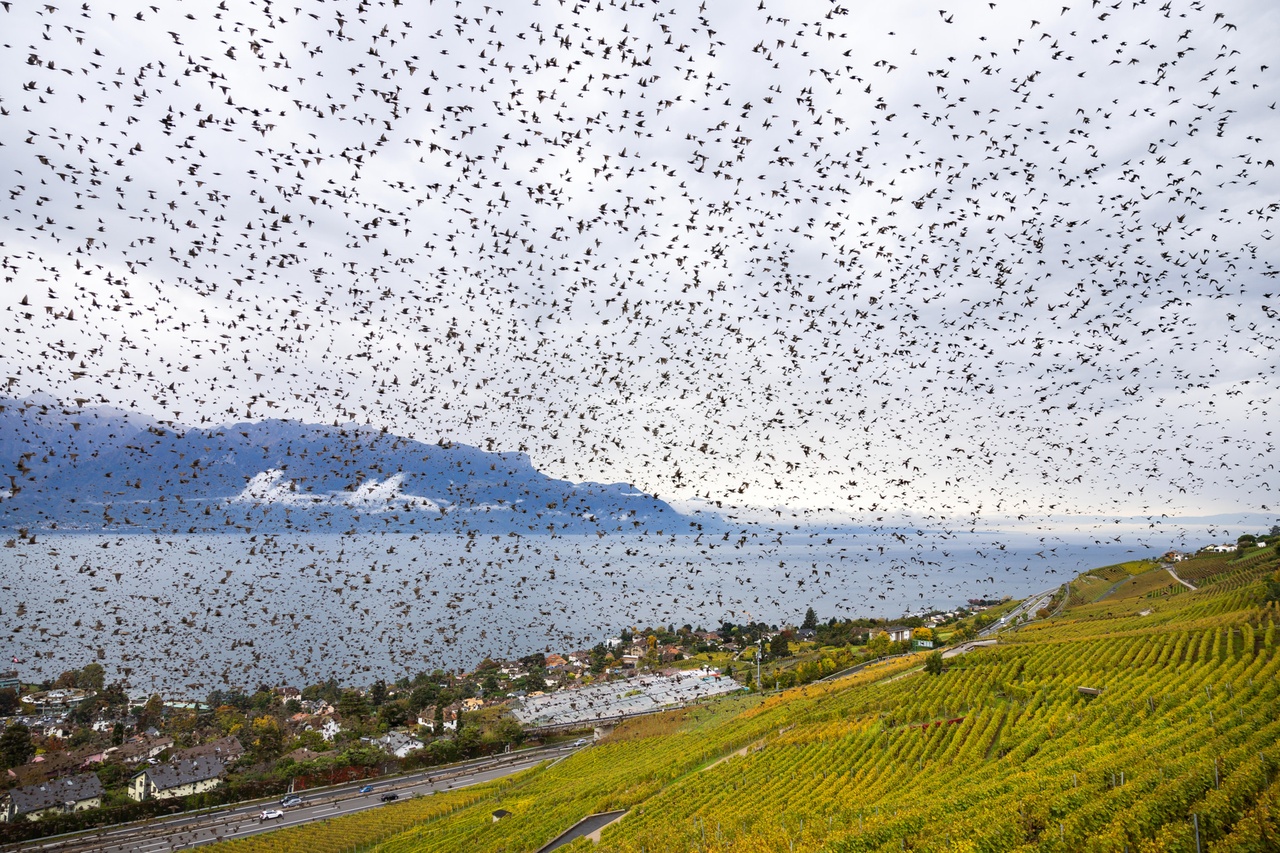 Oiseaux migrateurs: La Suisse se prépare à observer des centaines de milliers d’oiseaux